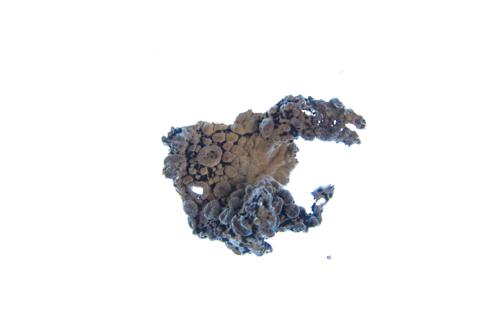 Common Toadskin